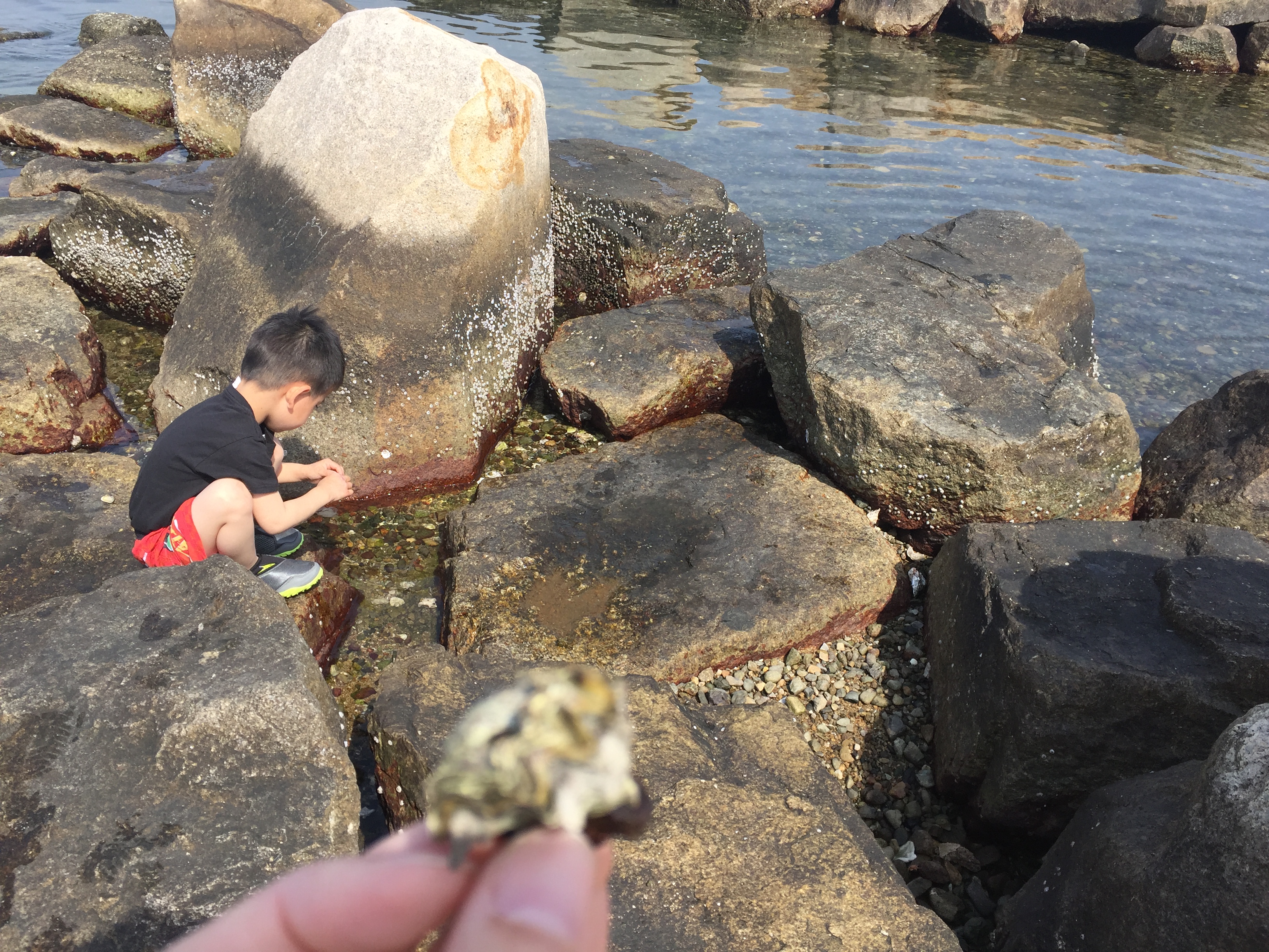 芦屋浜の公園で磯遊びを楽しむ（芦屋市総合公園潮芦屋ビーチ）