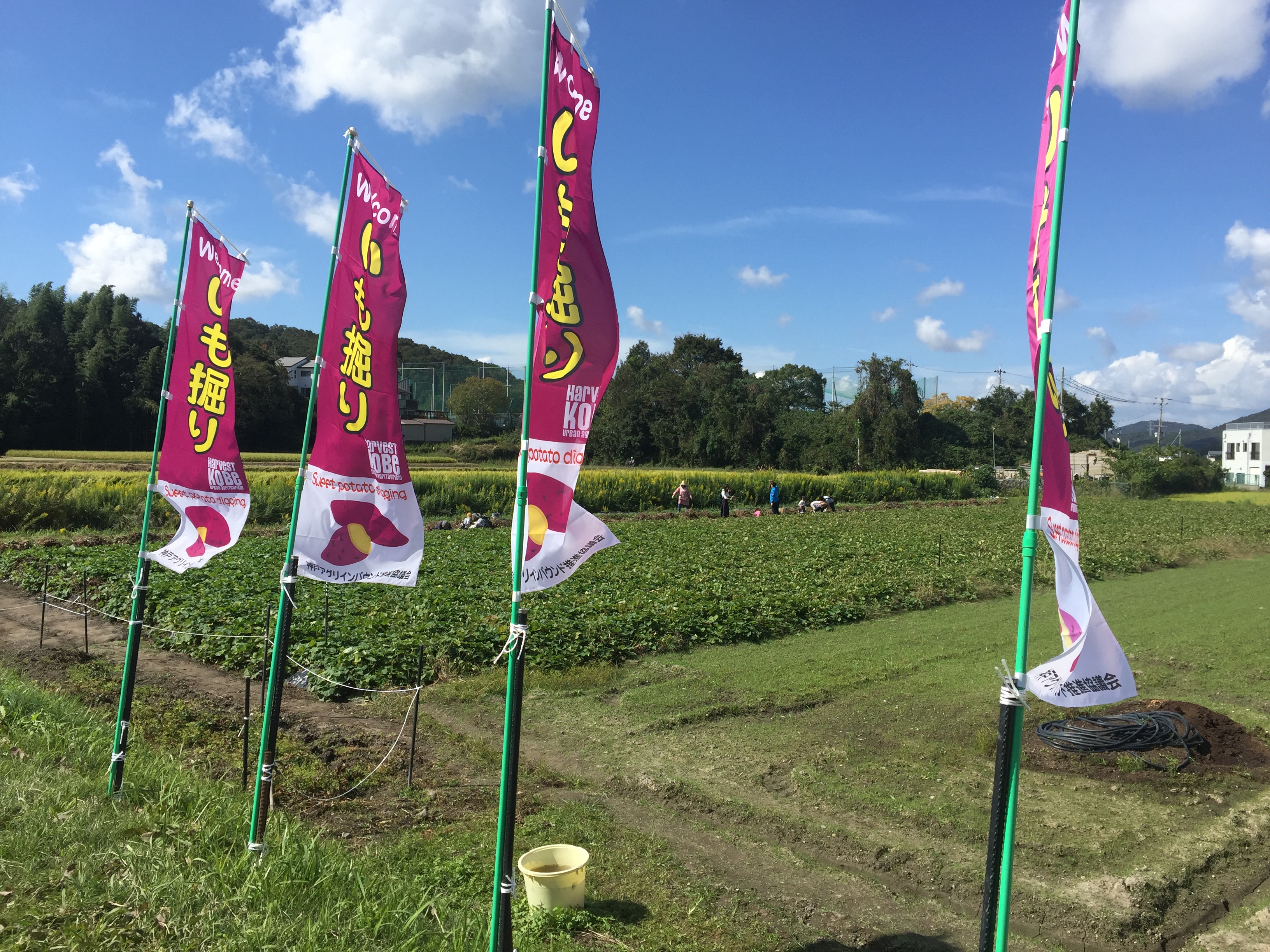 いも掘りは、神戸の正直農園で！無農薬の芋をゲット！【2022年11月で閉園】