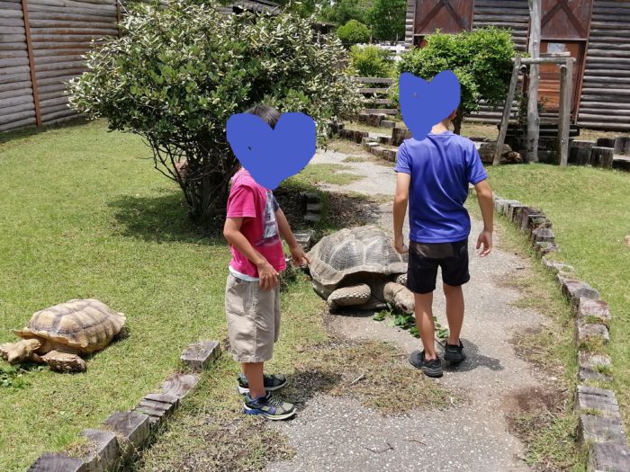 動物ふれあい村のゾウガメ