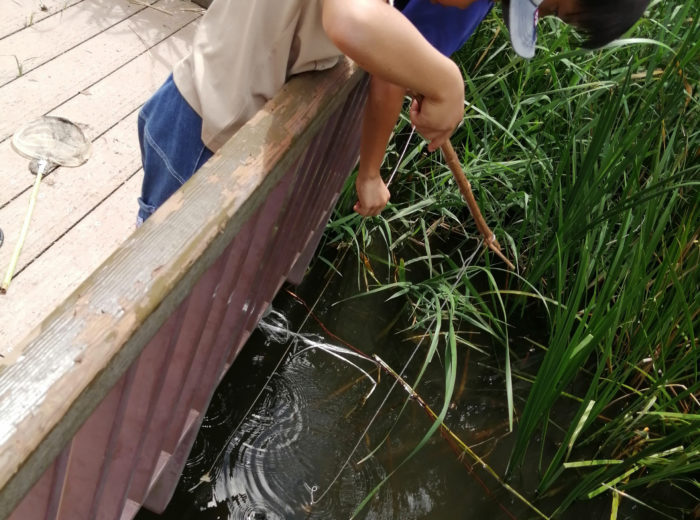 芦屋市総合公園のビオトープ