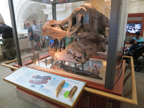 20160820フィールド博物館_49