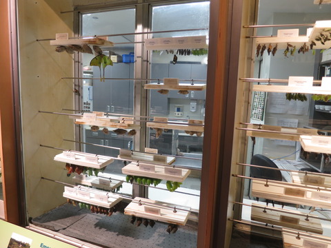 20160827ペギー自然博物館_86