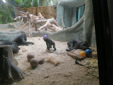 20160828ミルウォーキー動物園_044