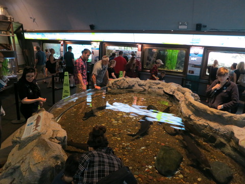 20160821シェッド水族館_037