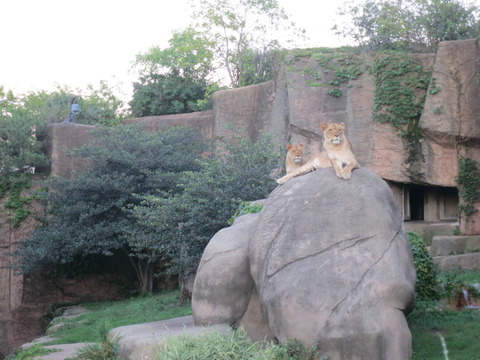 20160821LP動物園_59