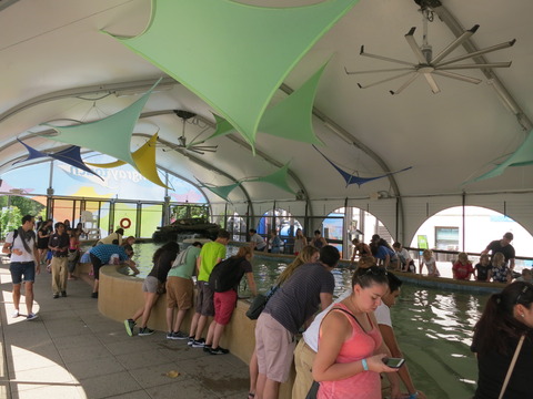 20160821シェッド水族館_145