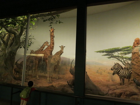 20160820フィールド博物館_82